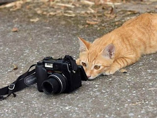 Funny Animals With Camera