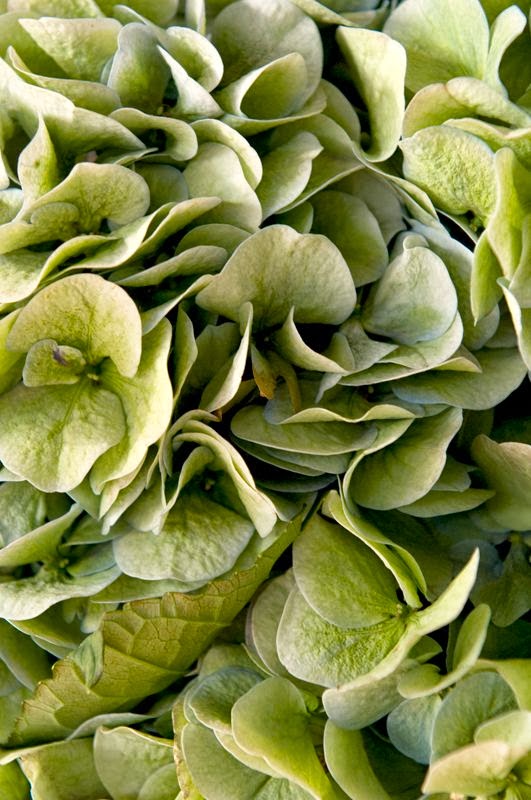 According to BRASWELL Flowers + Santa Monica, CA