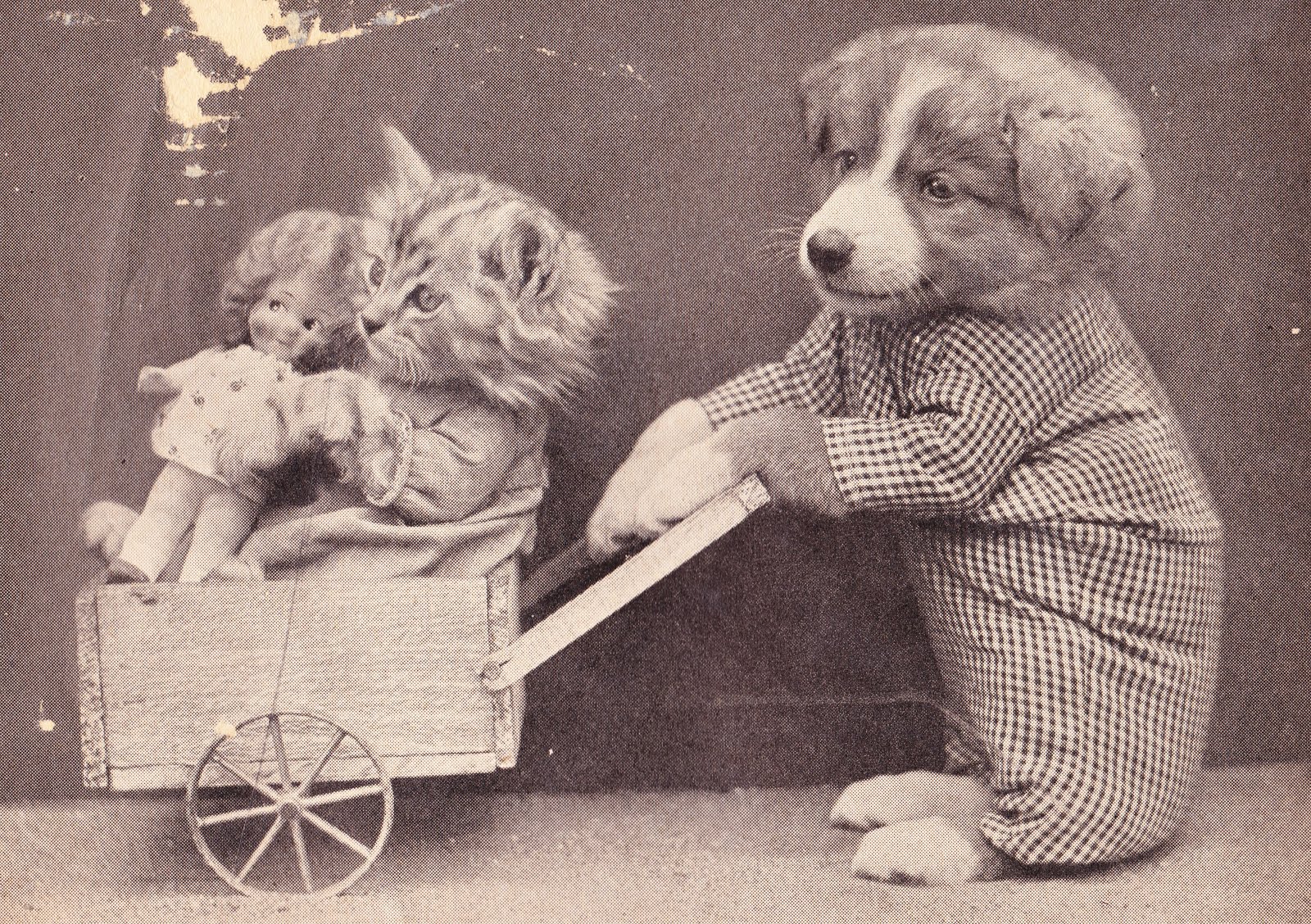 Papergreat Gratuitous photo of a dog pushing a cat and baby doll in a cart