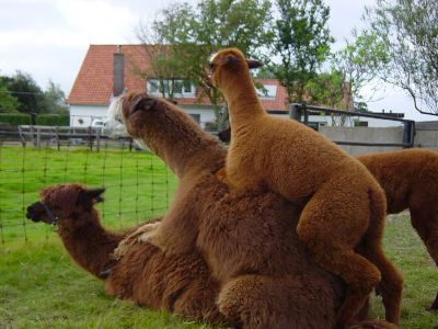 Funny alpaca pictures 2012 - ONLINE NEWS ICON