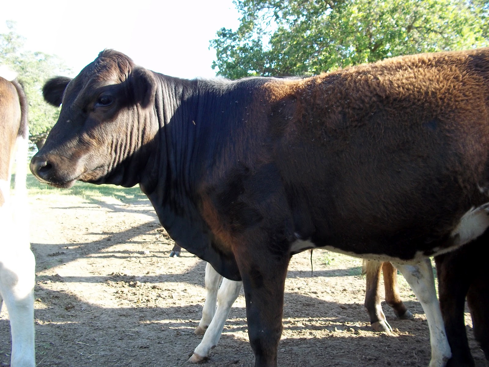Bottle Feeding Baby Calves There is a limited amount of feeder cattle for sale in Texas