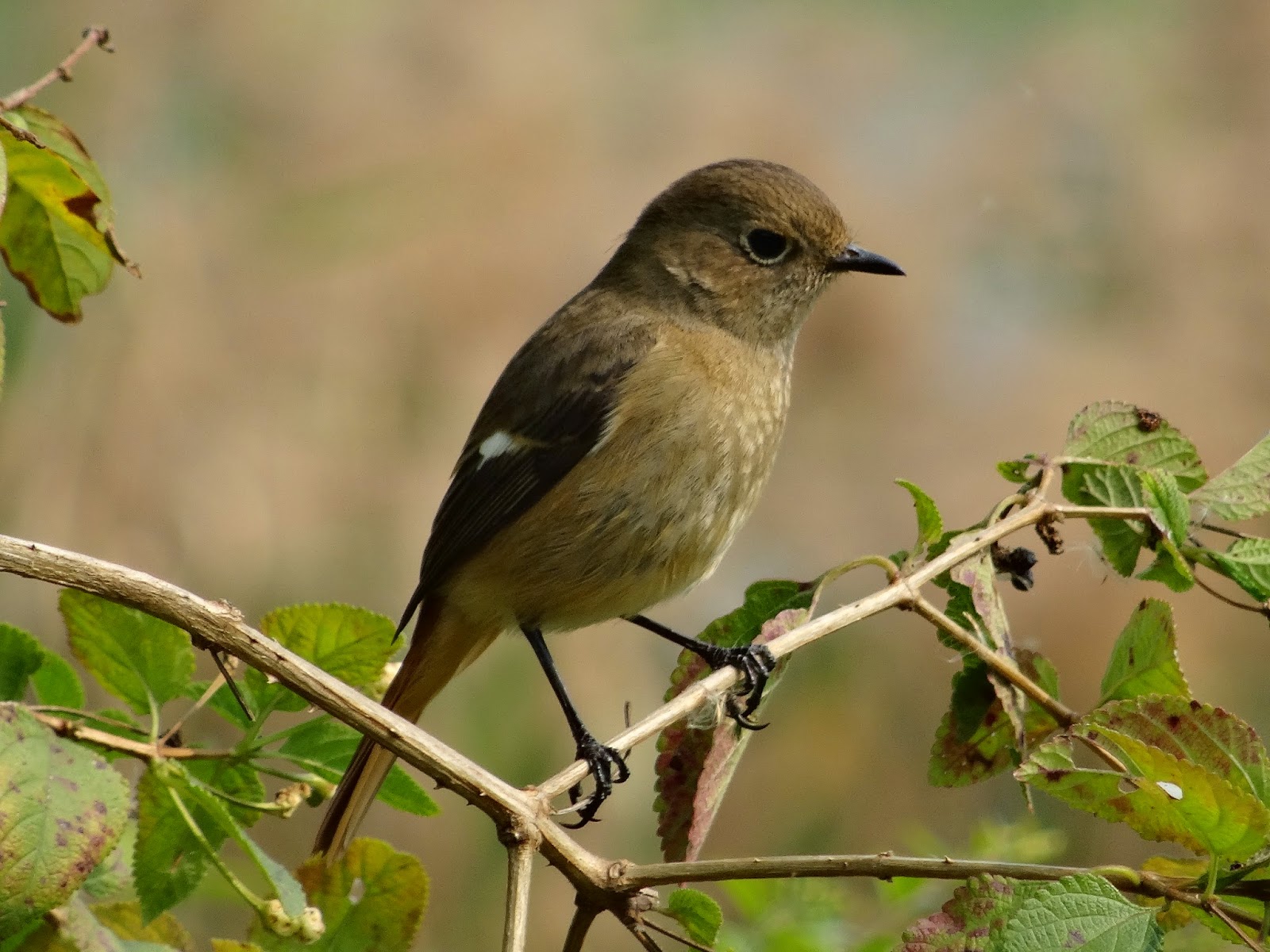 WEBS OF SIGNIFICANCE Bird watching at Hong Kong Wetland Park