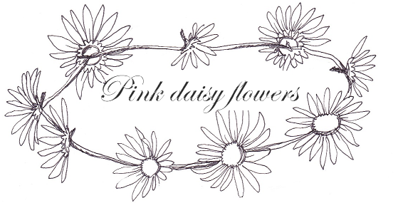 Pink daisy flowers