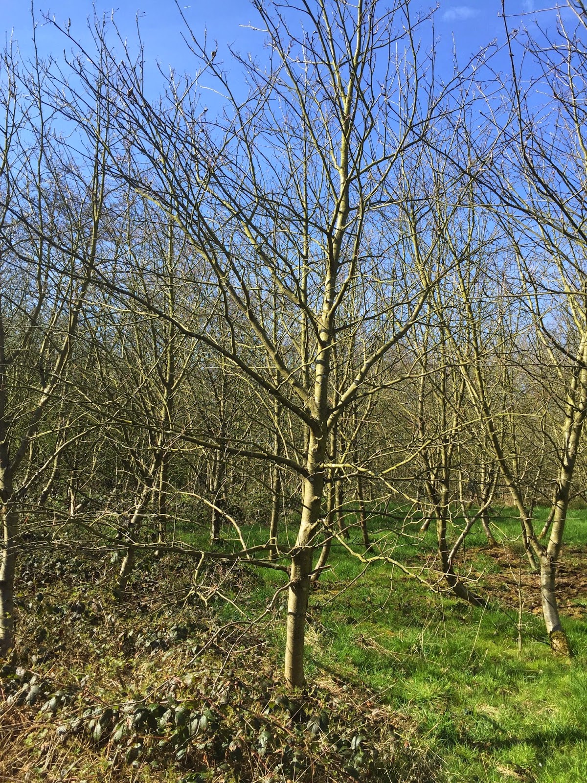 Humanities And Technology Plants Blog April 2015