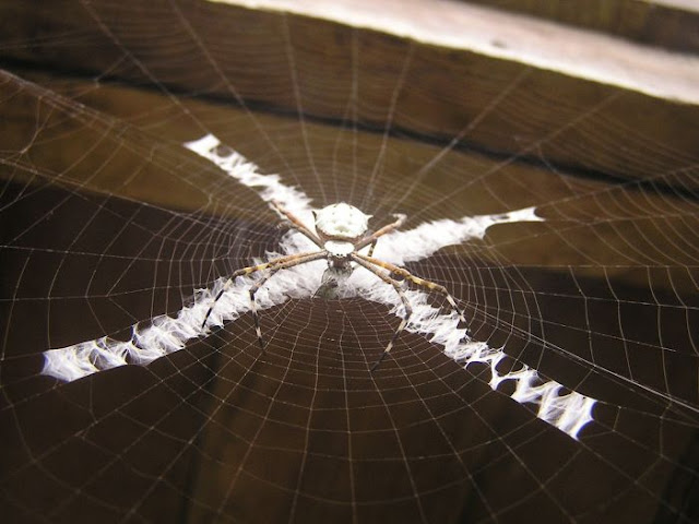 amazing and beautiful photos of spider webs, beautiful spider webs, amazing spider webs, spider web pictures