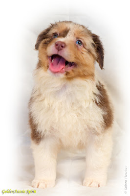 australian australian shepherd puppy red merle