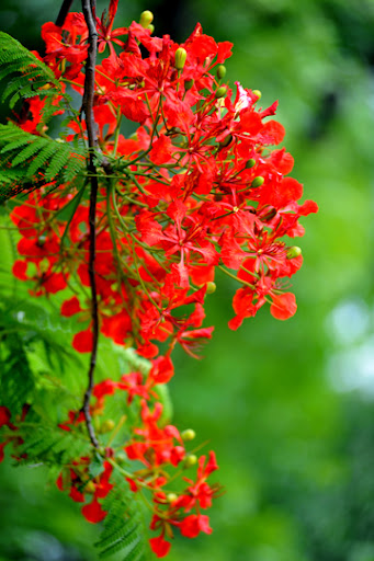 Ve đã kêu trên nhành phượng vĩ, có ai bâng khuâng? Ve đã kêu trên nhành phượng vĩ, có ai bâng khuâng?
