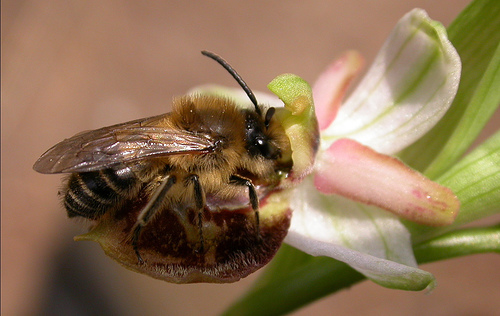 الزهور التي تخدع ذكور النحل Orkida+08