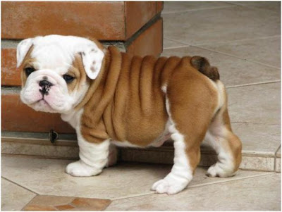 British Bulldog