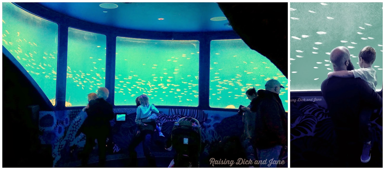Raising Dick and Jane Visiting the Sea Life Aquarium Southeast