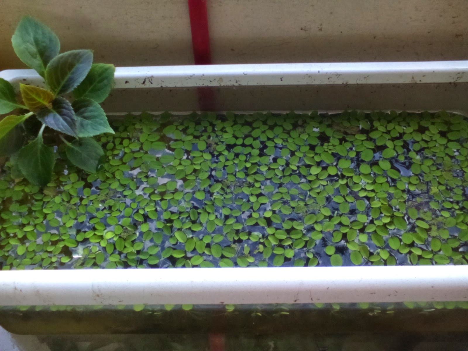 Tropical Fisher Man Fish Tanks And Aquarium CRS Outdoor floating