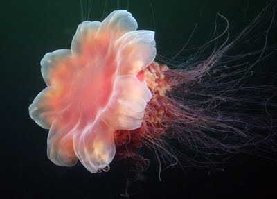 namibia reservations lions mane jellyfish cyanea capillata lion s mane jellyfish size