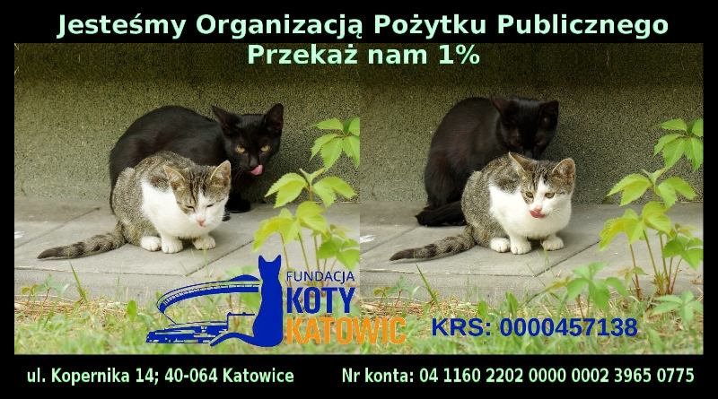 Fundacja KOTY KATOWIC