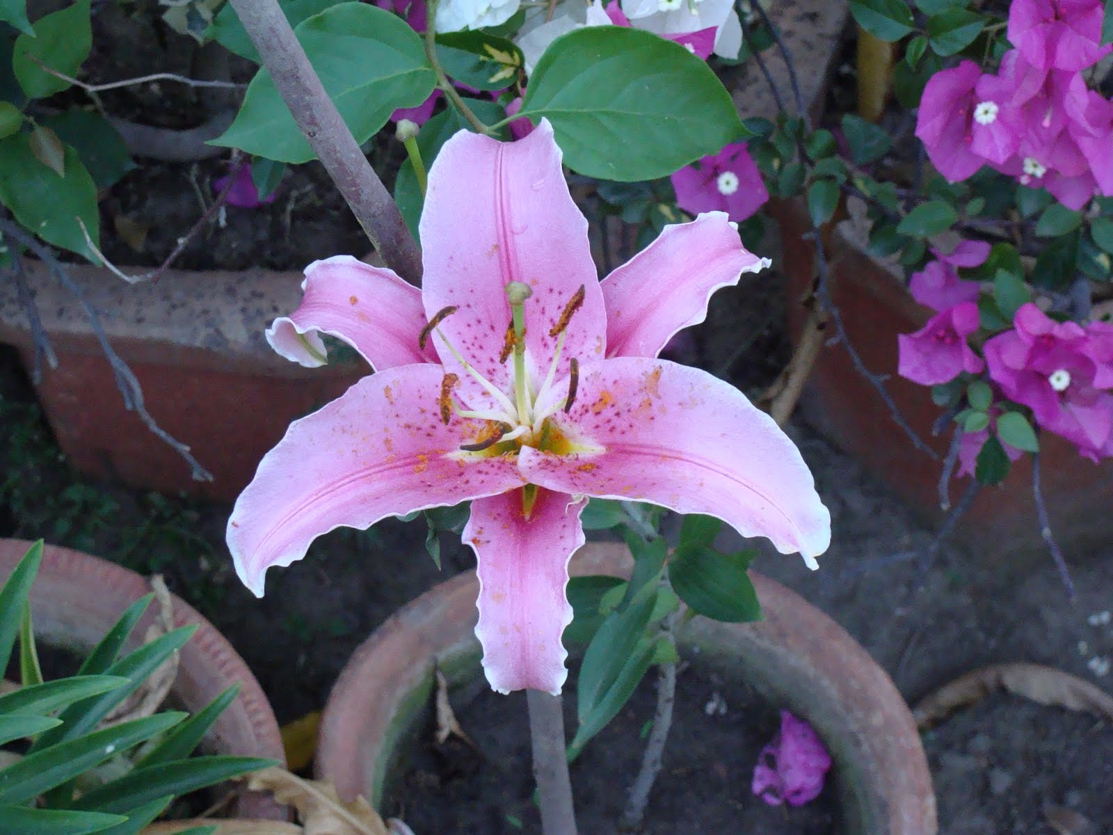 India Garden Exotica