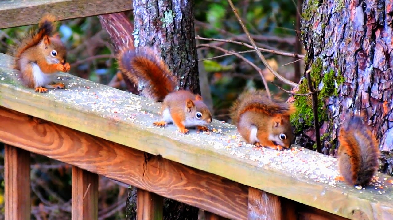 Backyard Birding....and Nature Six Cute Baby Red Squirrel Kittens