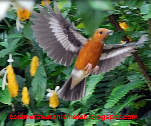 Asal Mula Burung Anis Merah Dan Habitat Anis Merah Cara Merawat