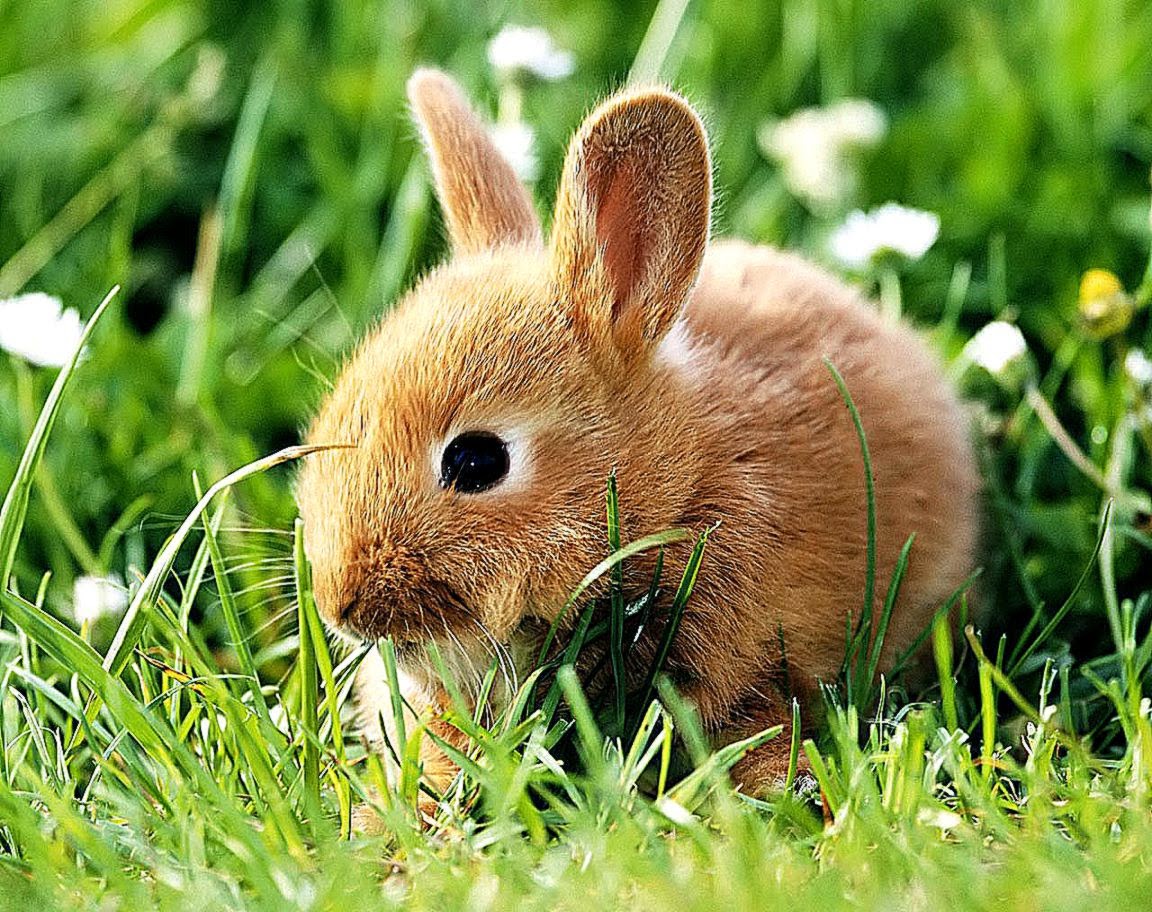 Baby Rabbit Cute Wallpaper