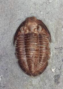 Un%2Bf%C3%B3sil%2Bde%2BTrilobite Oopart : Huellas de Antelope Spring, una prueba imposible aplasto un artrópodos de 500 millones de años cuando el hombre no existía aún