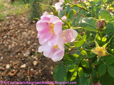  Rosa californica