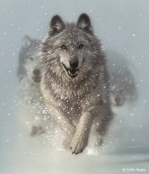 11-Running-Wolves-Collin-Bogle-Animal-Wildlife-in-Art-www-designstack-co