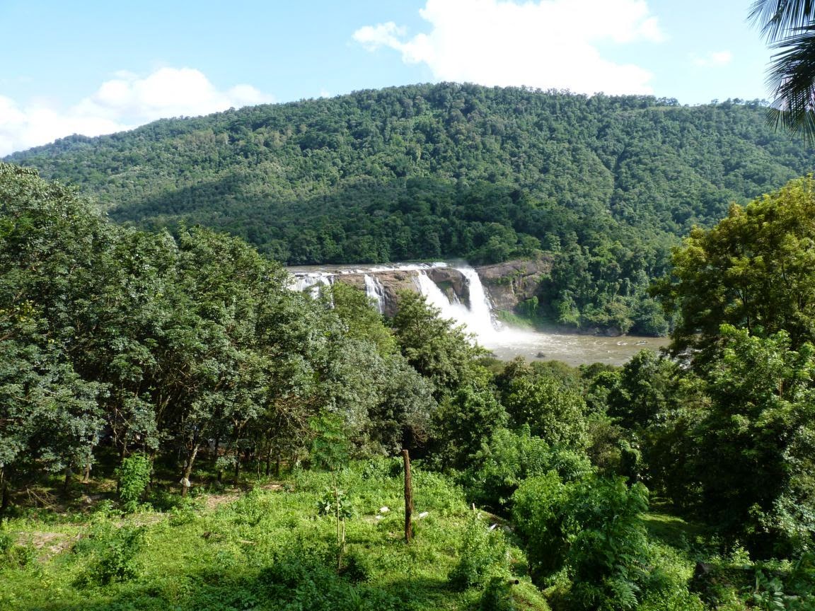 Top 10 Largest Forests in the World Most Beautiful