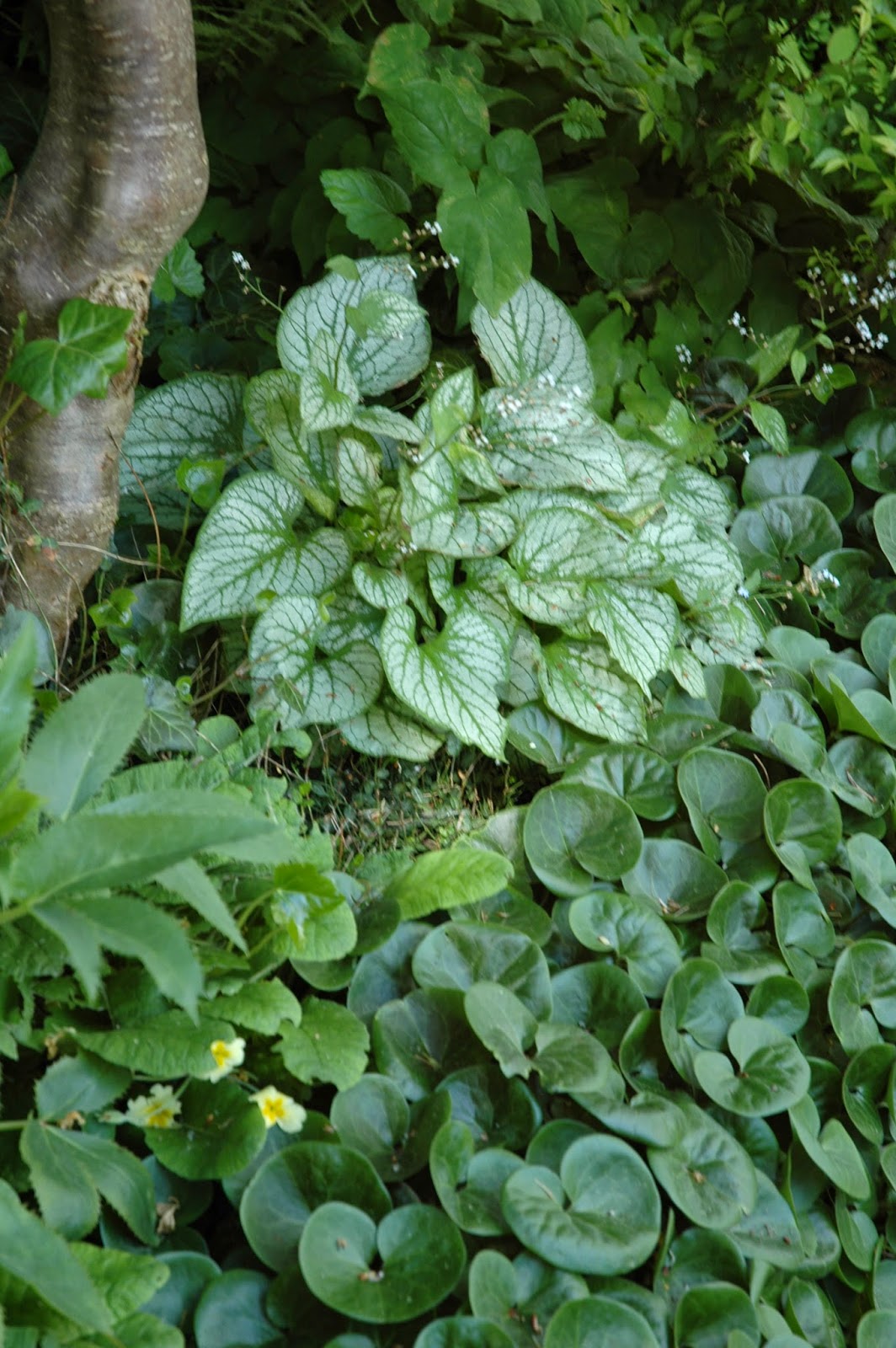 Humanities And Technology Plants Blog Y3 Choisya Ternata