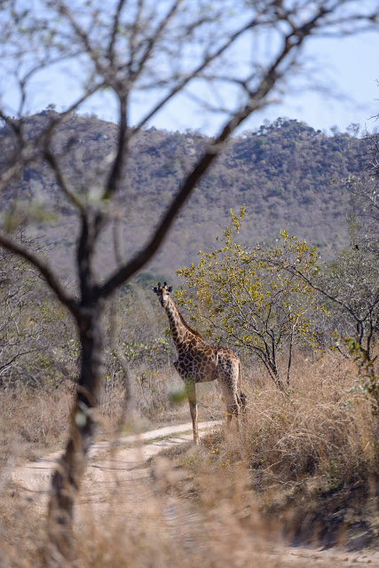 Giraffe on the Road