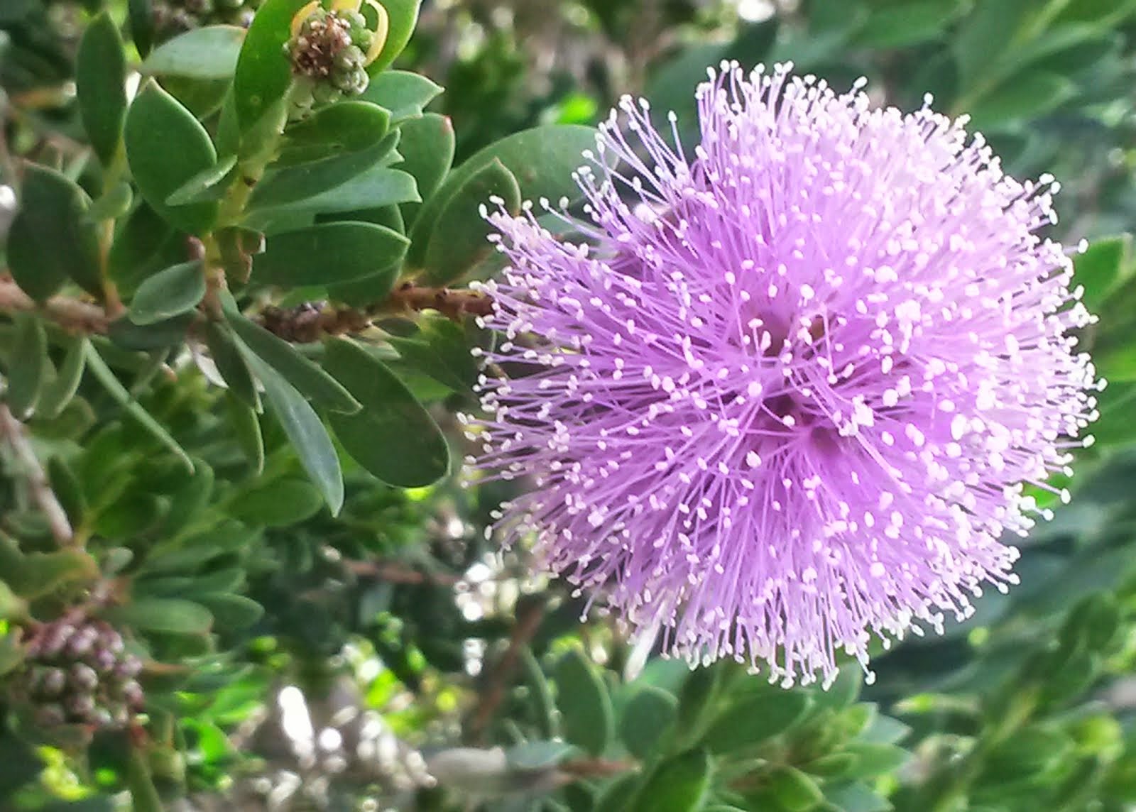 Bottle Brush