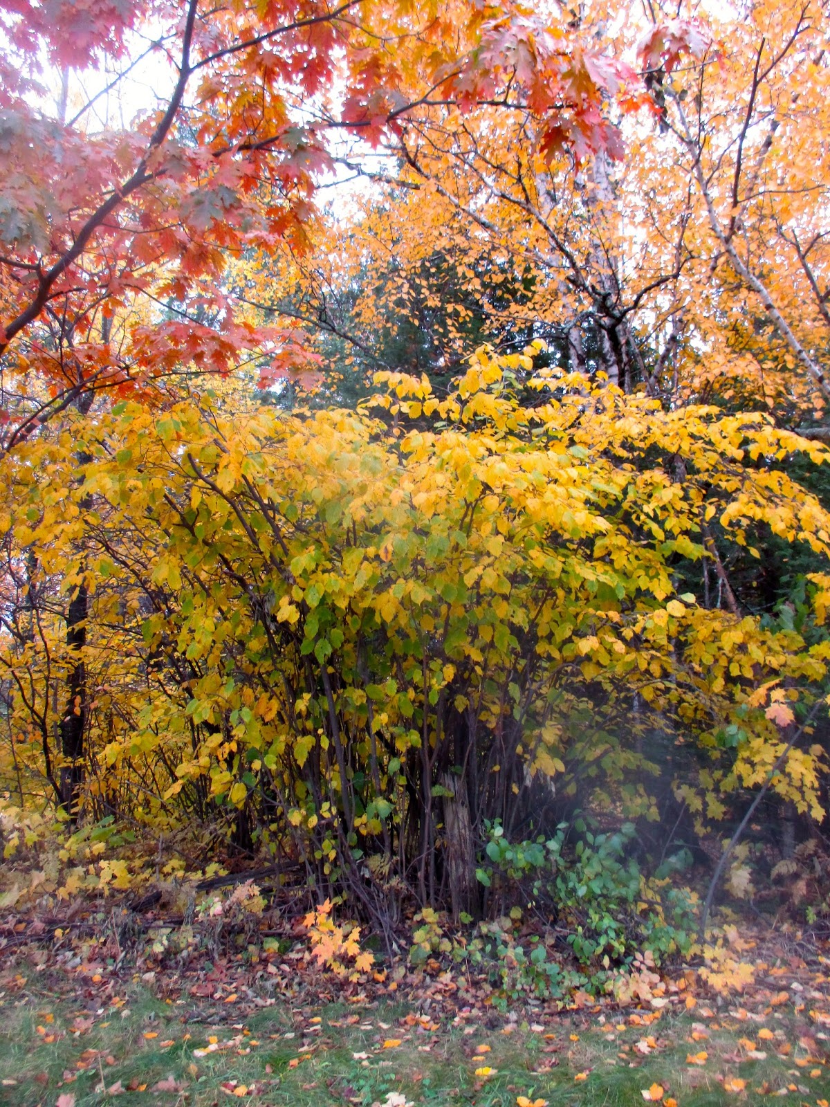 Art's Bayfield Almanac HAZELNUT AND CHESTNUT FALL COLOR