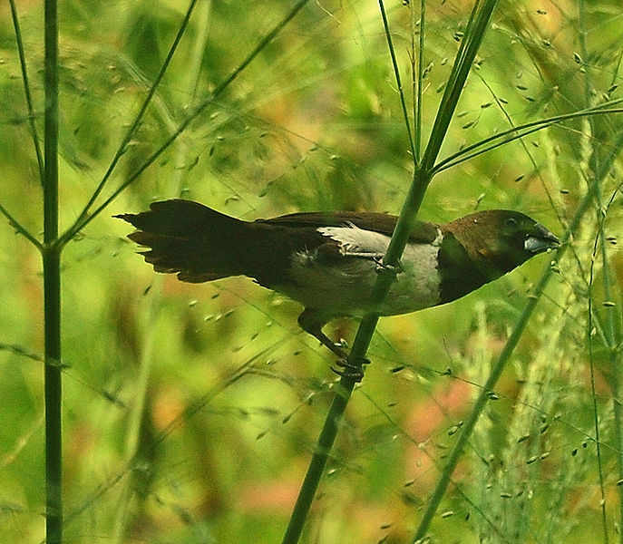 Bedhiler Emprit.... Bondol Jawa