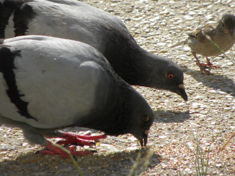 Let's save the pigeons