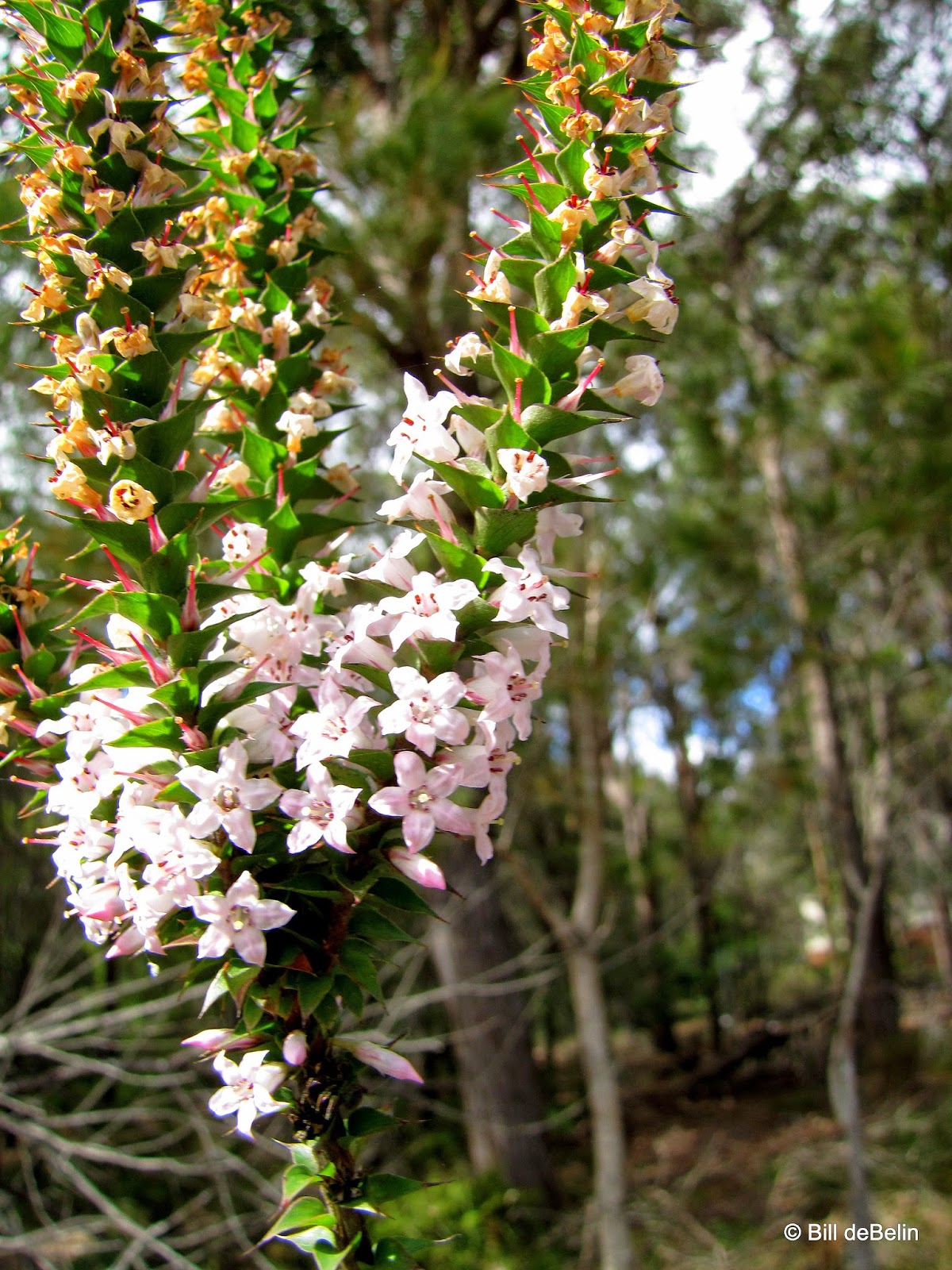 Sydney's Wildflowers and Native Plants June 2013