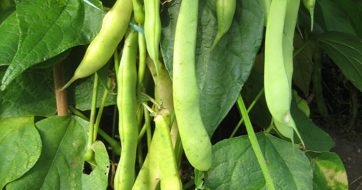 How to Grow Red Kidney Beans from Dried Garden How
