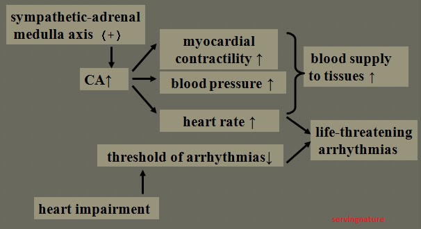 Healthy Body-Healthy Mind: What is Stress and stress related diseases?