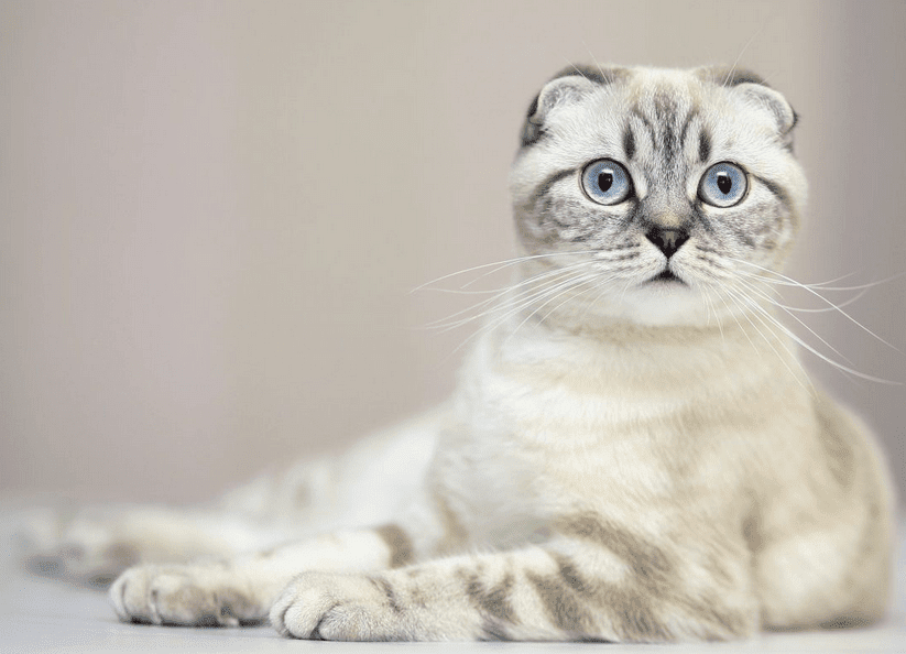 Vaqurybeer Blogspot Com Harga Kucing Scottish Fold