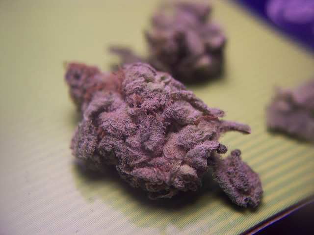 Purple Kush Pictures