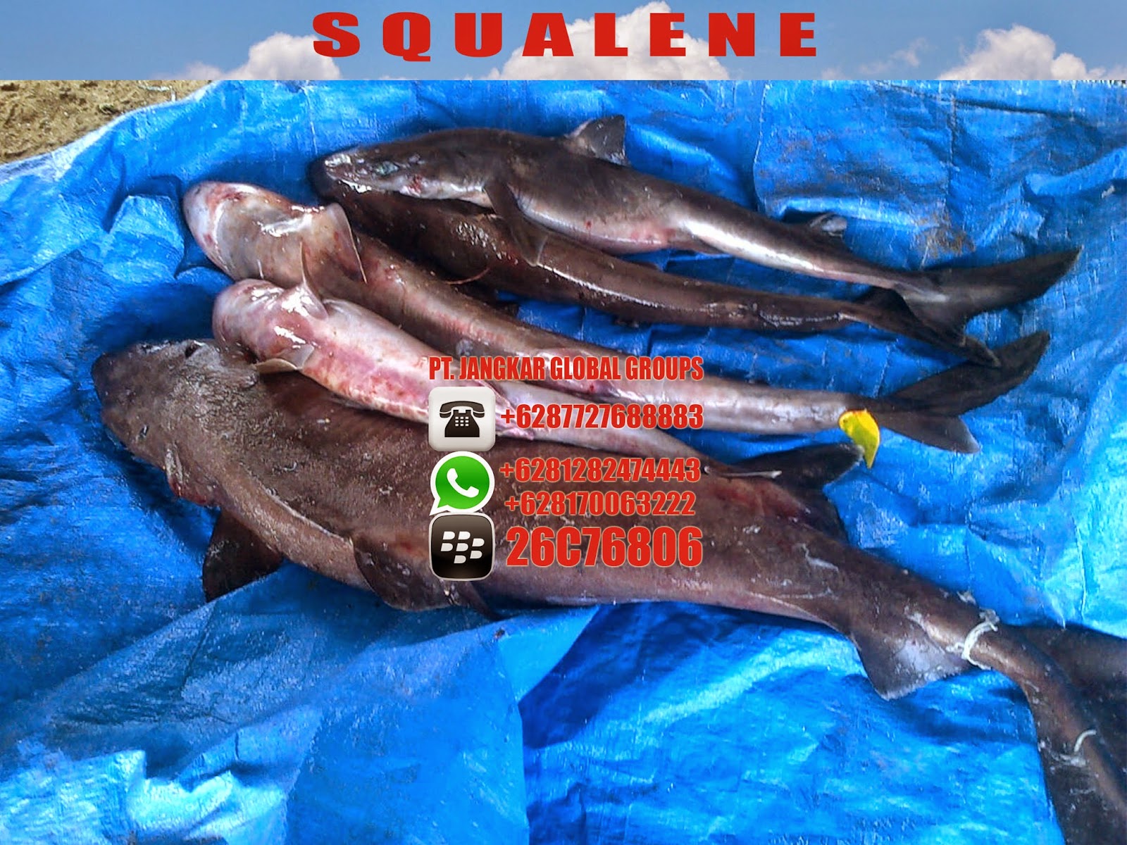 pabrik minyak hati ikan hiu botol squalene jangkar groups pabrik minyak hati ikan hiu botol squalene jangkar groups