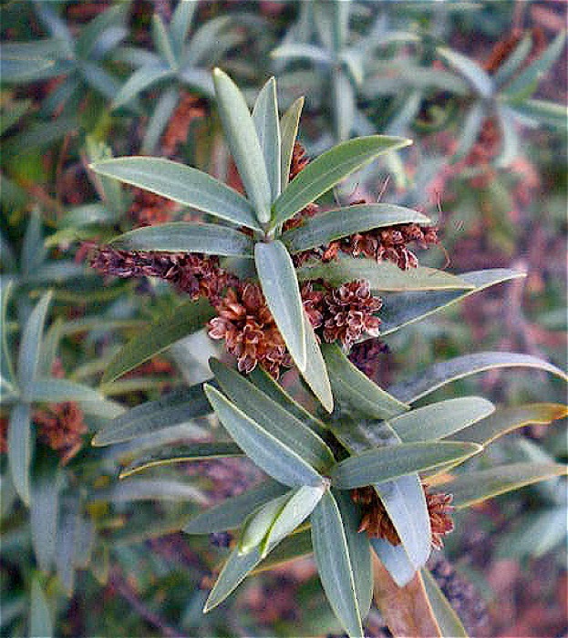Angie S Garden Diaries