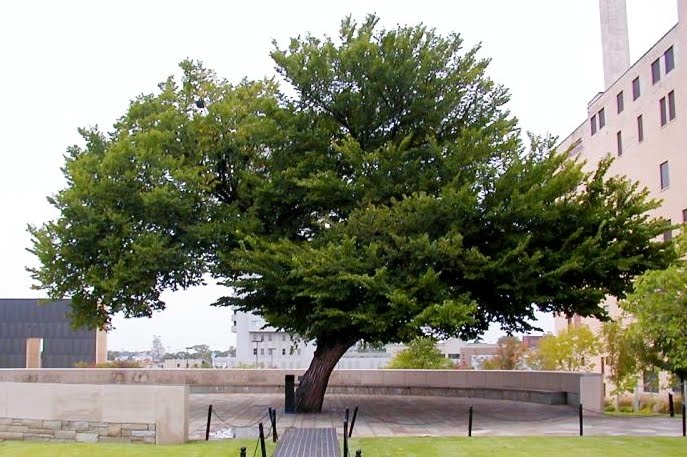 Survivor Tree - Wikipedia