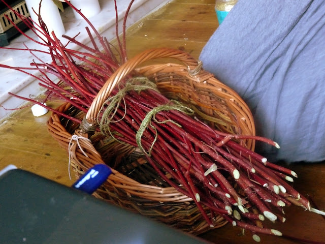 Bundle of red dogwood stems