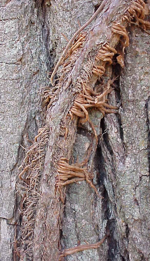 hairy sap trees Hairy sap trees