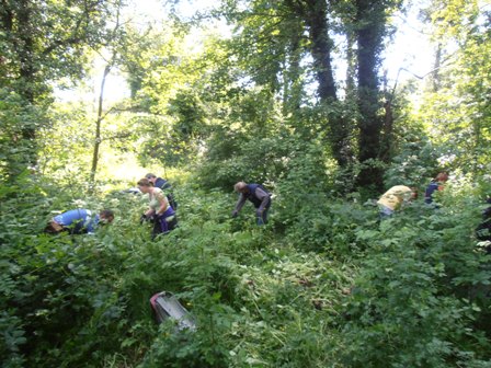 balsam seed dispersal
