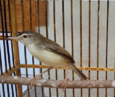 Gembala News December 2013