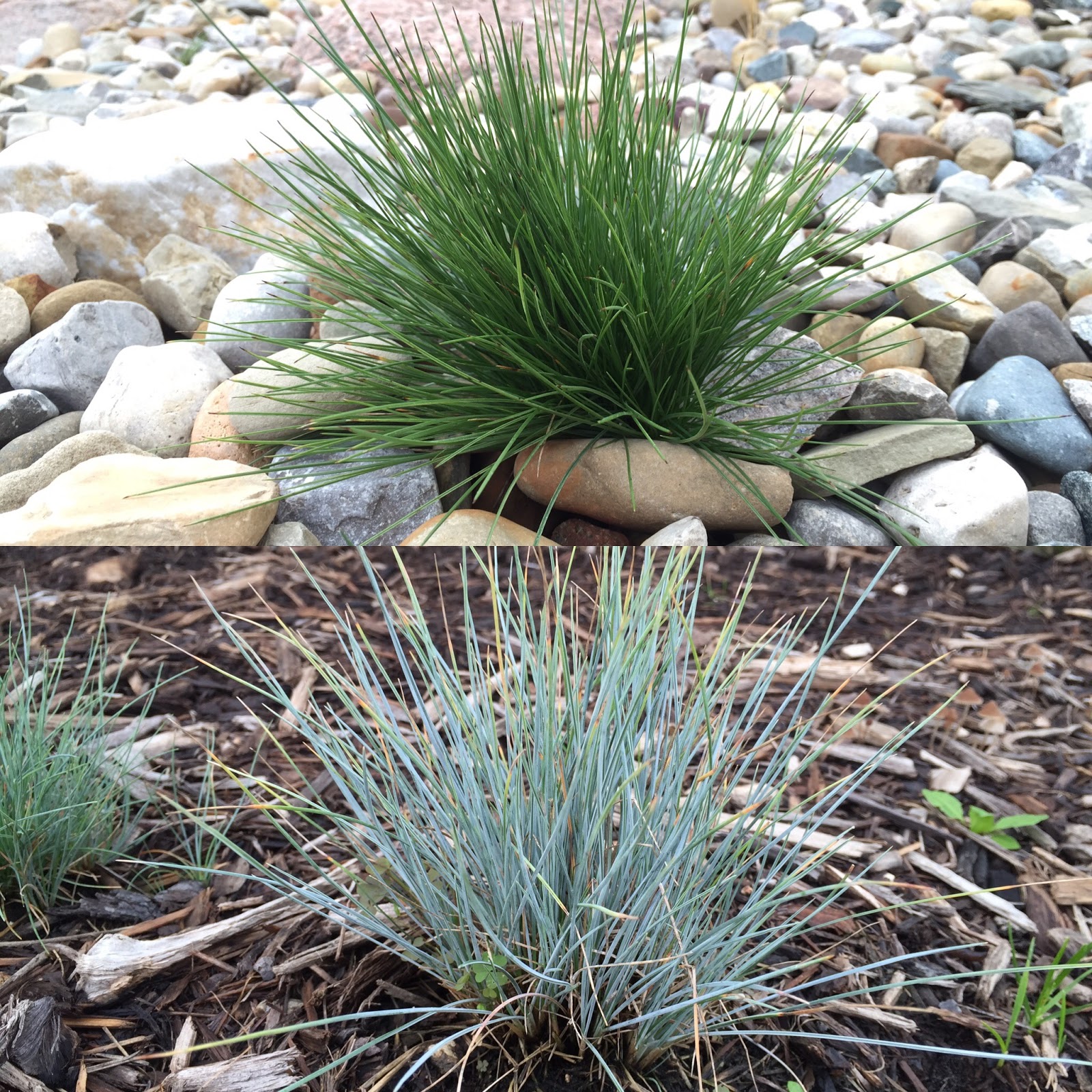Dark Green Festuca Clump In Rocks [Backyard Neophyte Landscaping Blog]