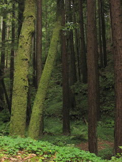 Moss-covered trees, redwoods, ferns, and redwood sorrel.