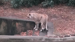 female lion at the zoo