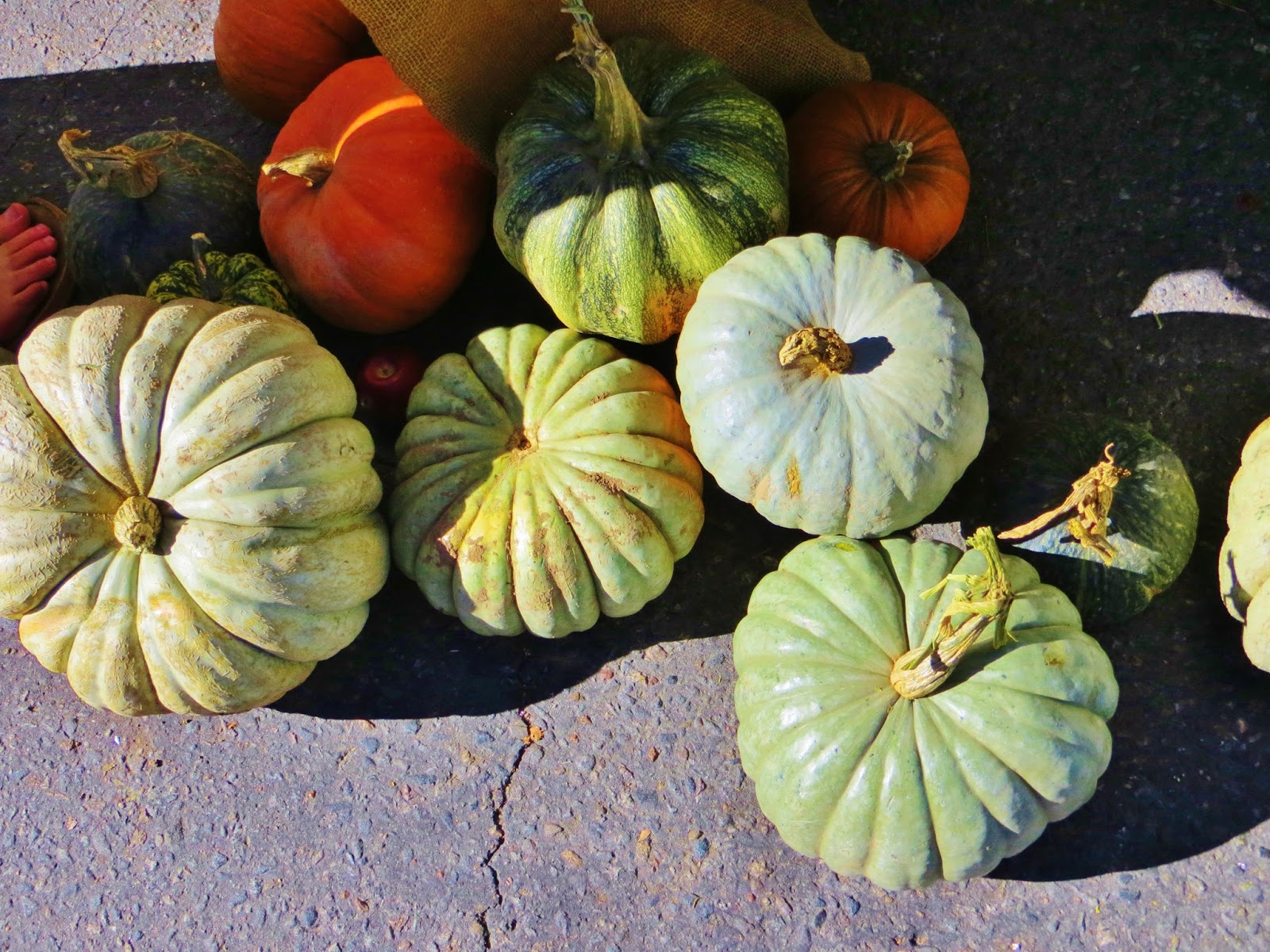 Colorful Connections Winter. Spring. Summer. Pumpkin....