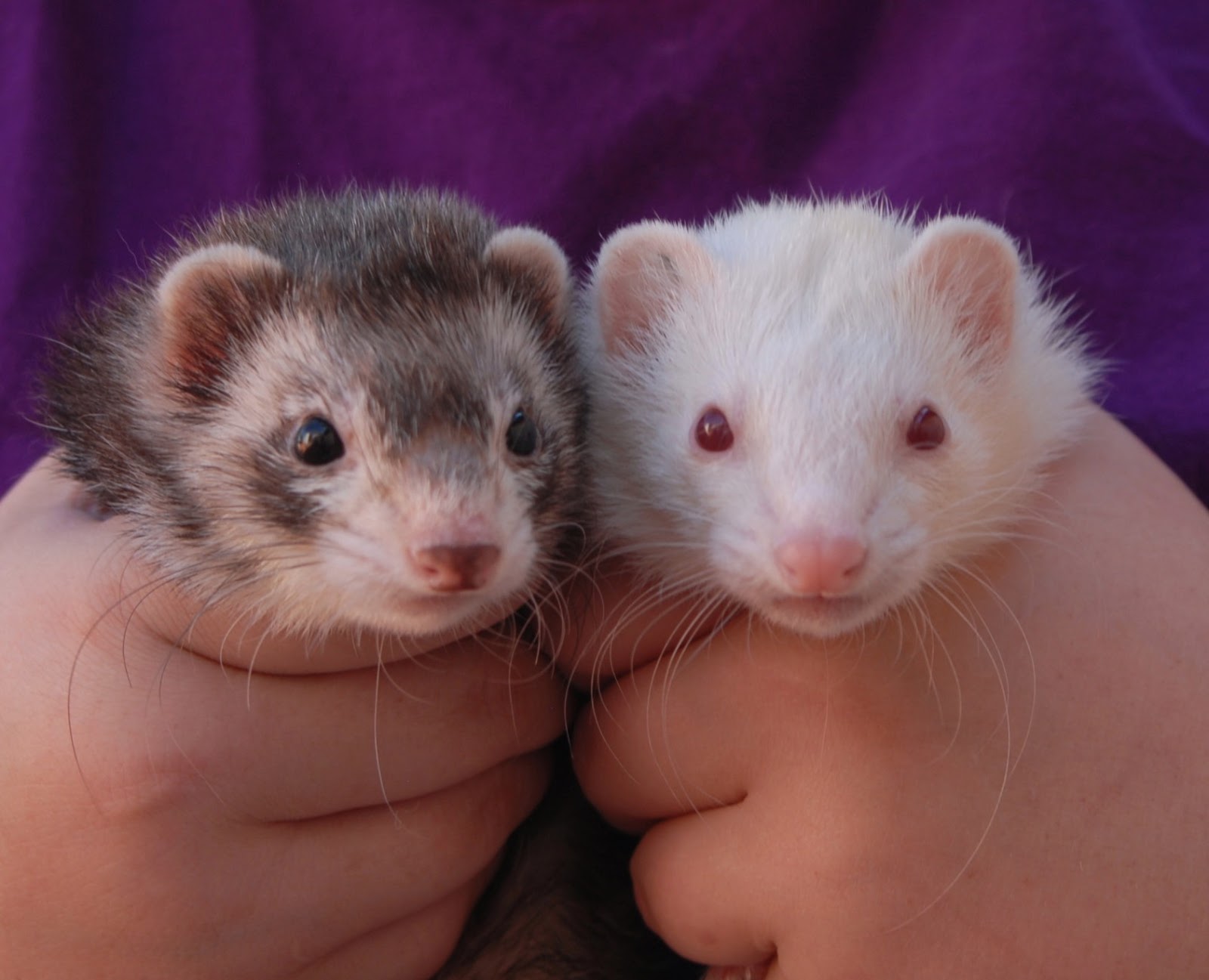 Ferrets with beautiful souls ready for adoption.