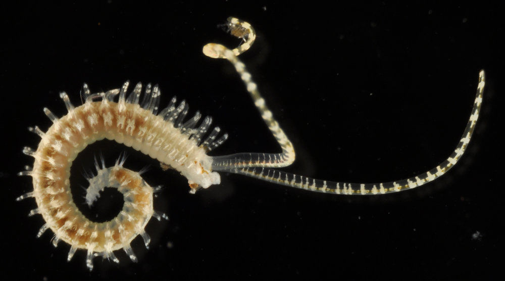 Real Monstrosities Spionid