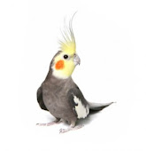 Cockatiels RM850